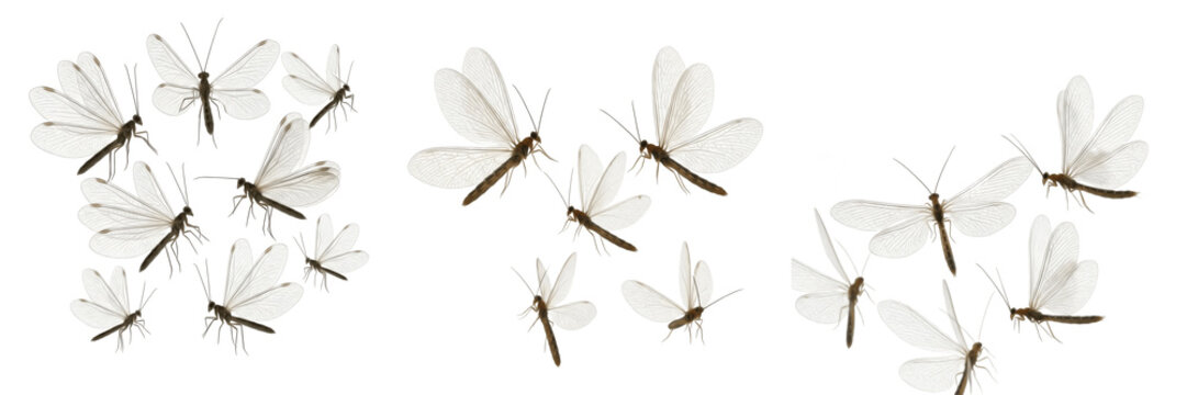 Swarm of antlions Myrmeleontidae isolated on white background, delicate winged insects, neuropteran insect swarm, flying antlion cluster macro, predatory larvae adults, insect swarm photography