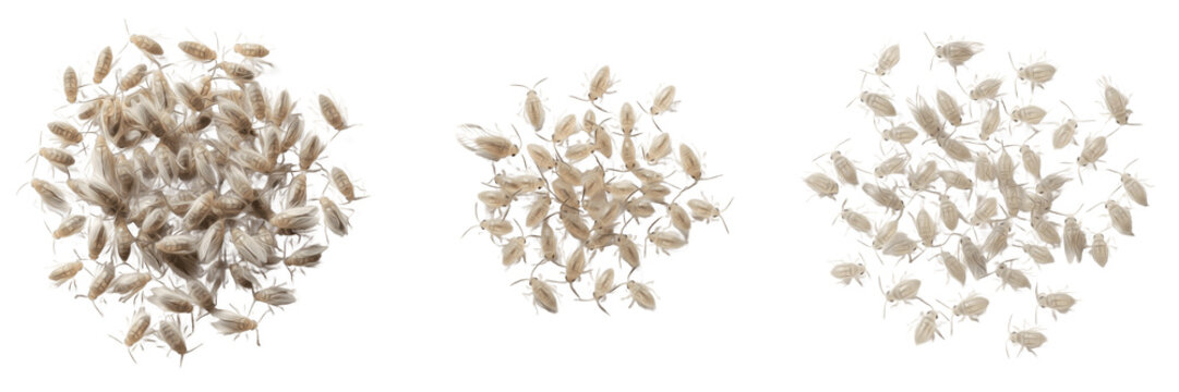 Swarm of booklice Psocoptera isolated on white background, tiny pale insects, indoor pest insects, flying and crawling booklice cluster macro, insect swarm photography, psocid insect swarm