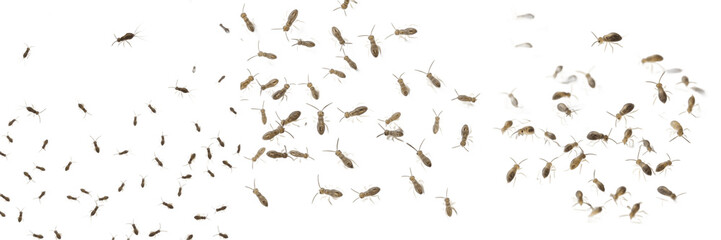 Swarm of springtails Collembola isolated on white background, tiny jumping insects, soil and leaf litter insects, flying and leaping springtail cluster macro, insect swarm photography, micro insect sw © NigCocu