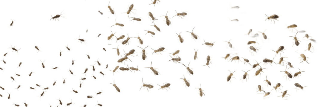 Swarm of springtails Collembola isolated on white background, tiny jumping insects, soil and leaf litter insects, flying and leaping springtail cluster macro, insect swarm photography, micro insect sw