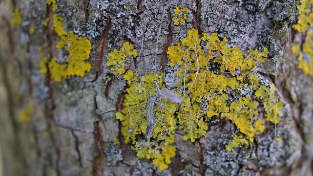tree bark texture
