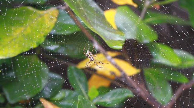 spider on a leaf