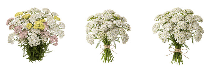 Yarrow bouquet isolated on white background, Achillea millefolium, white yarrow, yellow yarrow, cut flower bouquet, florist arrangement, wildflower bouquet, summer flowers, floral photography © Leaf