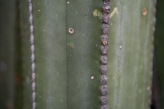 tallo columnar de cactus con hileras de escamas