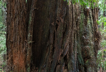 Obraz premium redwood tree bark texture