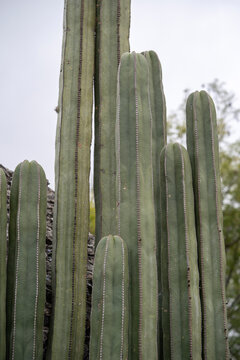 columnas de cactus verde con espinas