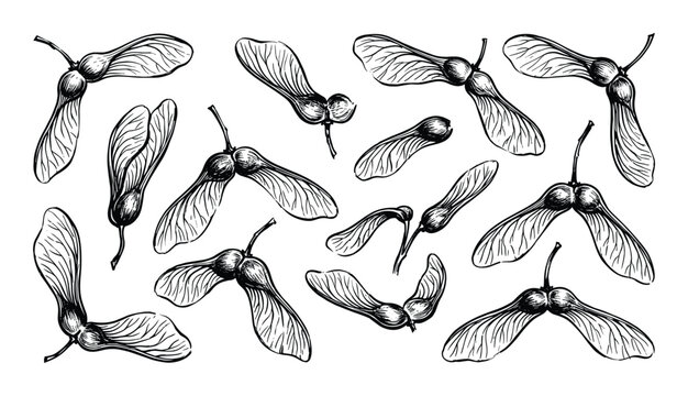 Maple seed collection illustration. Ink drawing of samara maple fruits isolated on a white background. Hand drawn vector sketch.