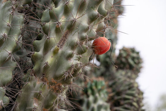 fruto rojo brotando de cactus con espinas