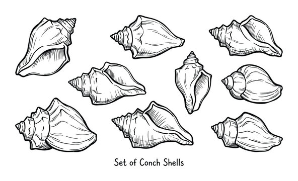 Set of Conch Shells, Spira Seashells Sketch Illustration Art, Decorative Marine Life Elements
