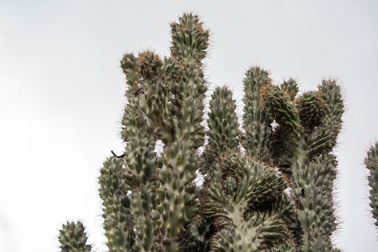 tallos de cactus espinoso con fondo blanco del cielo