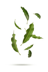 Fototapeta premium Fresh Green Mango Leaves Levitating on Green Background