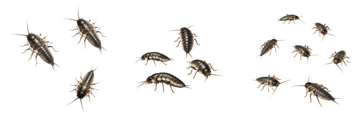 German Cockroach Nymph Blattella germanica isolated on white background, crawling cockroach insect, Blattellidae, young pest, macro set, household bug specimen.