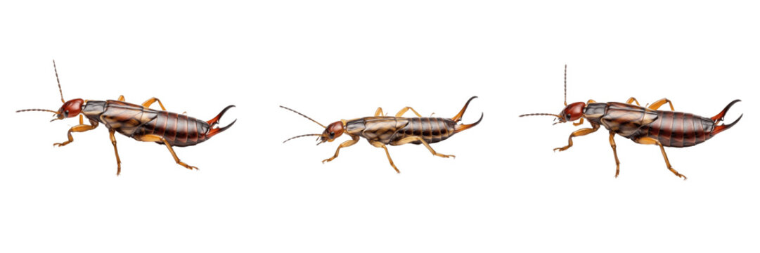 Common Earwig Forficula auricularia isolated on white background, earwig insect, Forficulidae, Dermaptera, pincers, garden bug, macro set, crawling pest specimen.