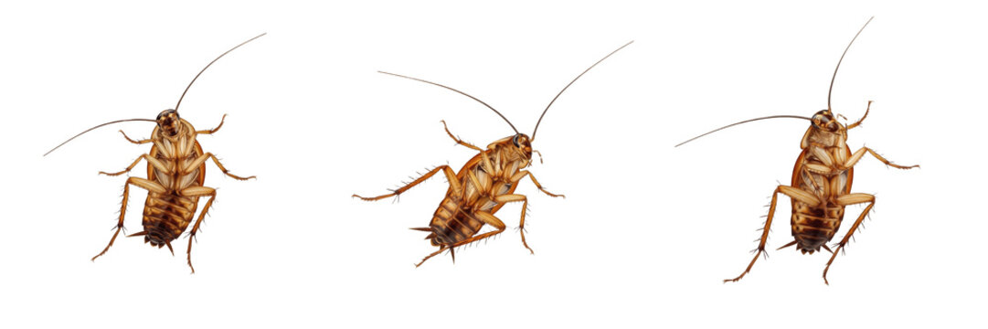 German Cockroach Blattella germanica isolated on white background, ventral view, cockroach insect, Blattellidae, household pest, macro set, bug belly specimen.