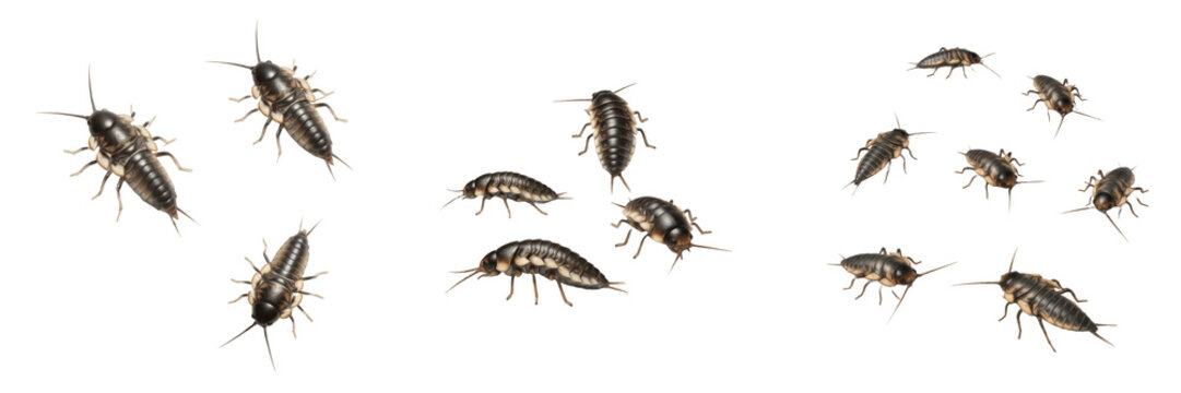 German Cockroach Nymph Blattella germanica isolated on white background, crawling cockroach insect, Blattellidae, young pest, macro set, household bug specimen.