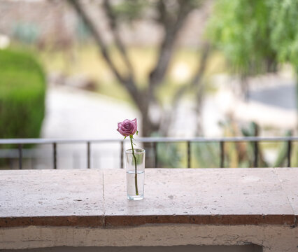 una flor rosa cortada y puesta en vaso de vidrio como florero en balc&oacute;n con vista al jard&iacute;n desenfocado