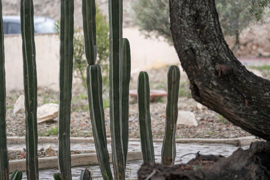 cactus columnar en jard&iacute;n des&eacute;rtico