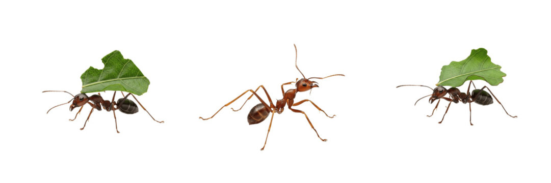 Leafcutter Ant Atta Cephalotes Isolated On White Background Macro Photography Carrying Green Leaf Forest Ants Insect Group Detailed Entomology Specimen Stock Photo
