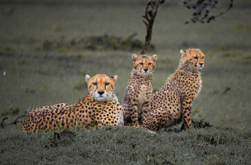 cheetahs in the wild © Myrlys Stockdale
