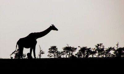 giraffe in the wild © Myrlys Stockdale