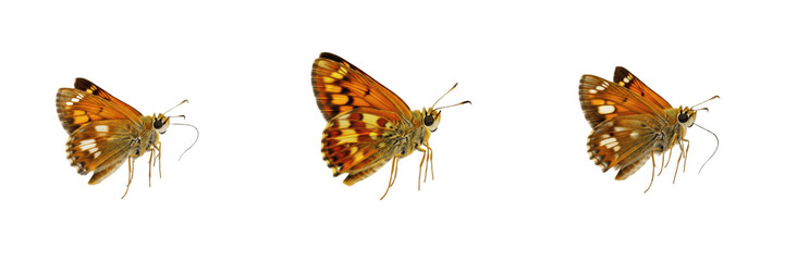 Butterfly Skipper Insects Isolated on White Background PNG Collection Orange Hesperiidae Wings Wildlife Macro Small Moth Fauna Nature Summer Golden Bug Lepidoptera Element Set © Gooer