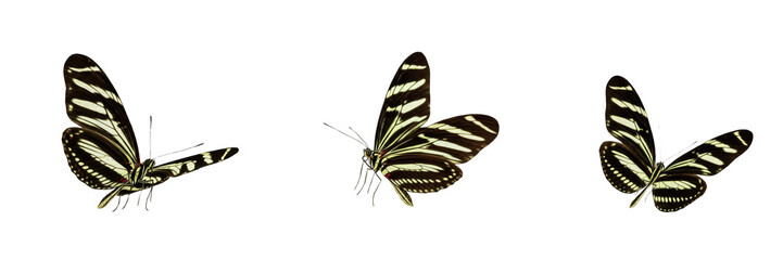 Zebra Longwing Heliconius charithonia isolated on white background, black butterfly with yellow stripes macro photography, detailed entomology specimen, biological nature asset © Gooer