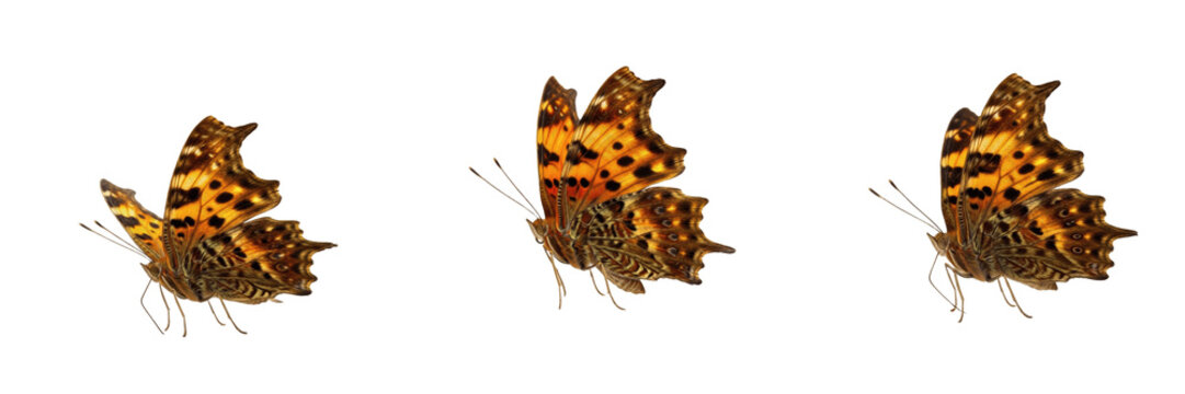 Comma Butterfly Polygonia C-album Isolated on White Background PNG Collection Orange Wings Ragged Edge Insects Nature Wildlife Macro Small Fauna Summer Lepidoptera Set