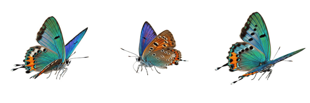 シジミチョウ種類」の写真素材 | 979件の無料イラスト画像 | Adobe Stock
