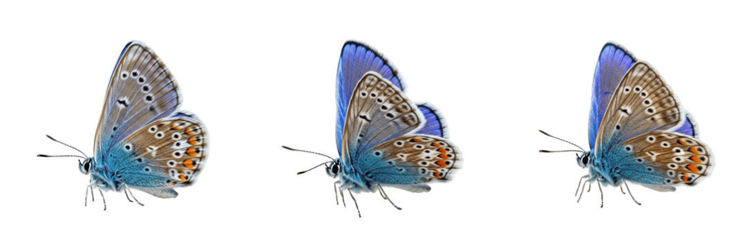 Common Blue Butterfly Polyommatus icarus isolated on white background, vibrant blue wings with orange spots macro photography, detailed entomology specimen nature asset, cutout