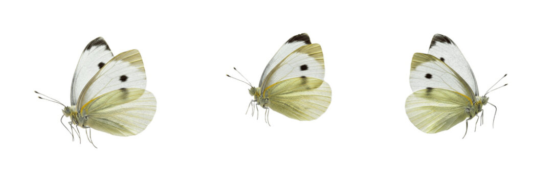 Cabbage White Butterfly Pieris rapae isolated on white background, white wings with black spots macro photography, detailed entomology specimen, biological nature asset, cutout