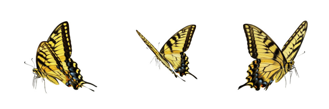 Eastern Tiger Swallowtail Papilio glaucus isolated on white background, yellow black butterfly macro photography, detailed entomology specimen, biological nature asset, cutout