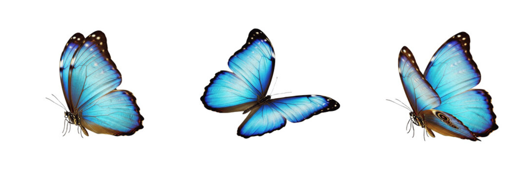 Blue Morpho Butterfly Morpho menelaus isolated on white background, iridescent vibrant blue wings macro photography, detailed entomology specimen, biological nature asset