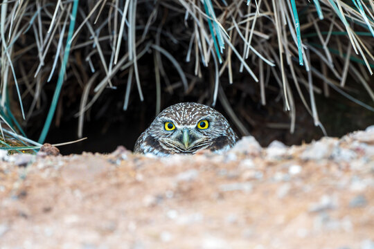 burrowing owl