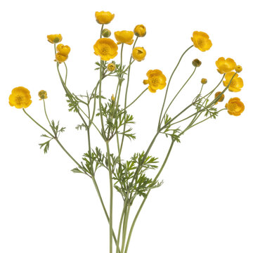 Fleurs de boutons d'or