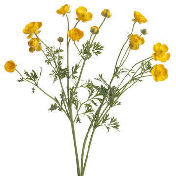 Fleurs de boutons d'or