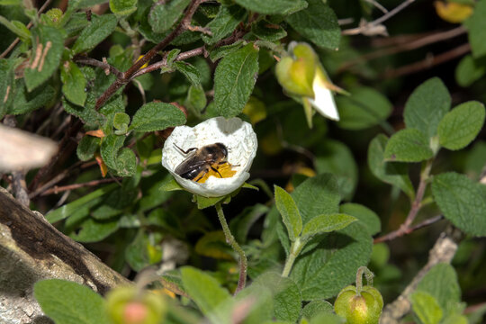 Casi no cabe esta Syrphidae "Mosca abeja" en la flor de Cistus salviifolius (Jara negra) 