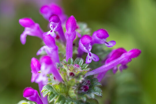 henbit deadnettle