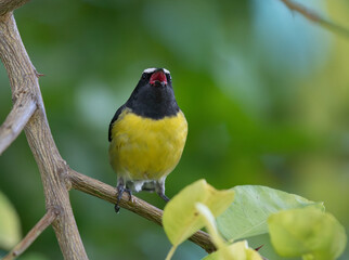 A chatty bananaquit in the Caribbean