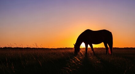 Obraz premium Black horse grazing in golden sunset field with warm sky and silhouette