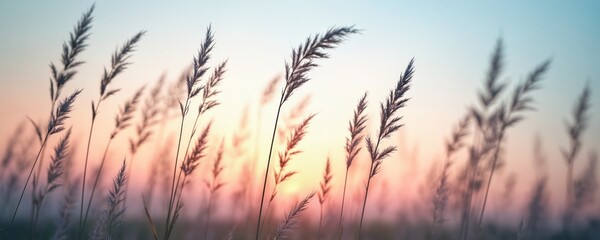 Fototapeta premium Tall grass stalks sway gently against a soft pastel sky at sunset. The warm colors of dusk create a peaceful, natural scene. This image represents quiet solitude and the beauty of the outdoors.