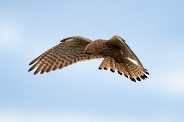 Obraz premium Faucon crécerelle