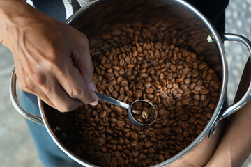 People scooping roasted arabica coffee beans using small stainless steel coffee scoop, for quality...