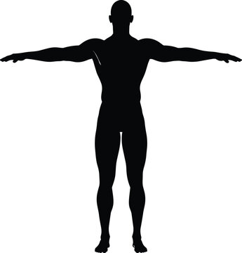 Human body silhouette in anatomical T pose, male figure front view for medical, fitness and anatomy reference isolated on white background