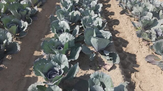 Drone flyover of midwest vegetable production showing fresh market red cabbage planted in twin rows on raised soil beds for maximum drainage during the growing season.