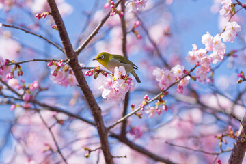 Japanese White-Eye Bird Feeding on Kawazu Cherry Blossoms in Spring