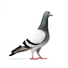 Fototapeta premium Pigeon standing isolated on white background