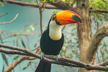Obraz premium Toco toucan perched on branch with large colorful orange beak in natural habitat