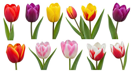 Fototapeta premium A collection of vibrant tulips in various colors is displayed against a png transparent. The tulips showcase a range of hues including red, purple, yellow, orange, and pink.