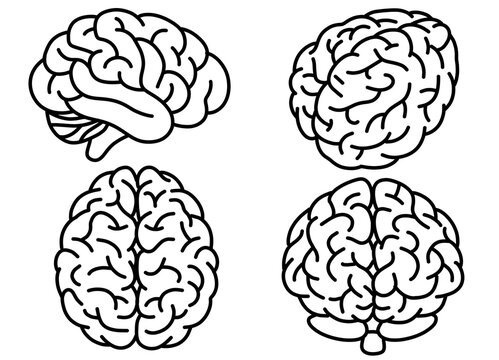 Human Brain Line Art Set Anatomy Different Views Neuroscience Illustration