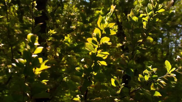 Abstract light through new leaves background with dappled sunlight on green canopy